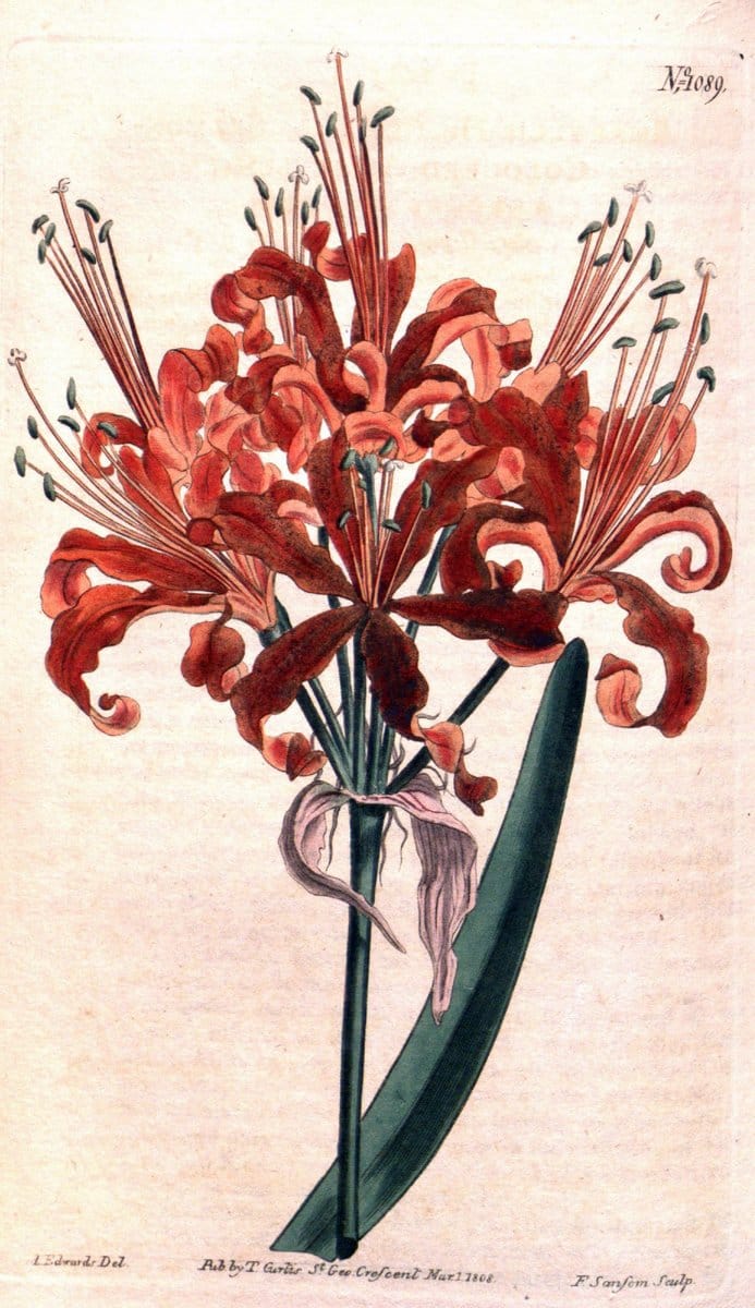 Curtis's botanical magazine. London ; New York [etc.] :Academic Press [etc.]. | "Botanical illustration" Botany Periodicals "Pictorial works" "Plants, Ornamental"  | Vintage Print Reproduction 452267