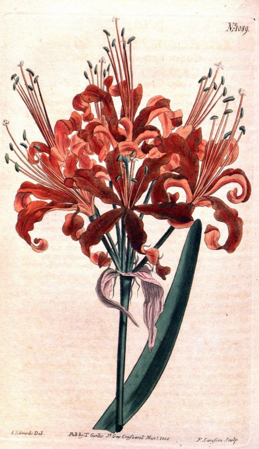 Curtis's botanical magazine. London ; New York [etc.] :Academic Press [etc.]. | "Botanical illustration" Botany Periodicals "Pictorial works" "Plants, Ornamental"  | Vintage Print Reproduction 452267