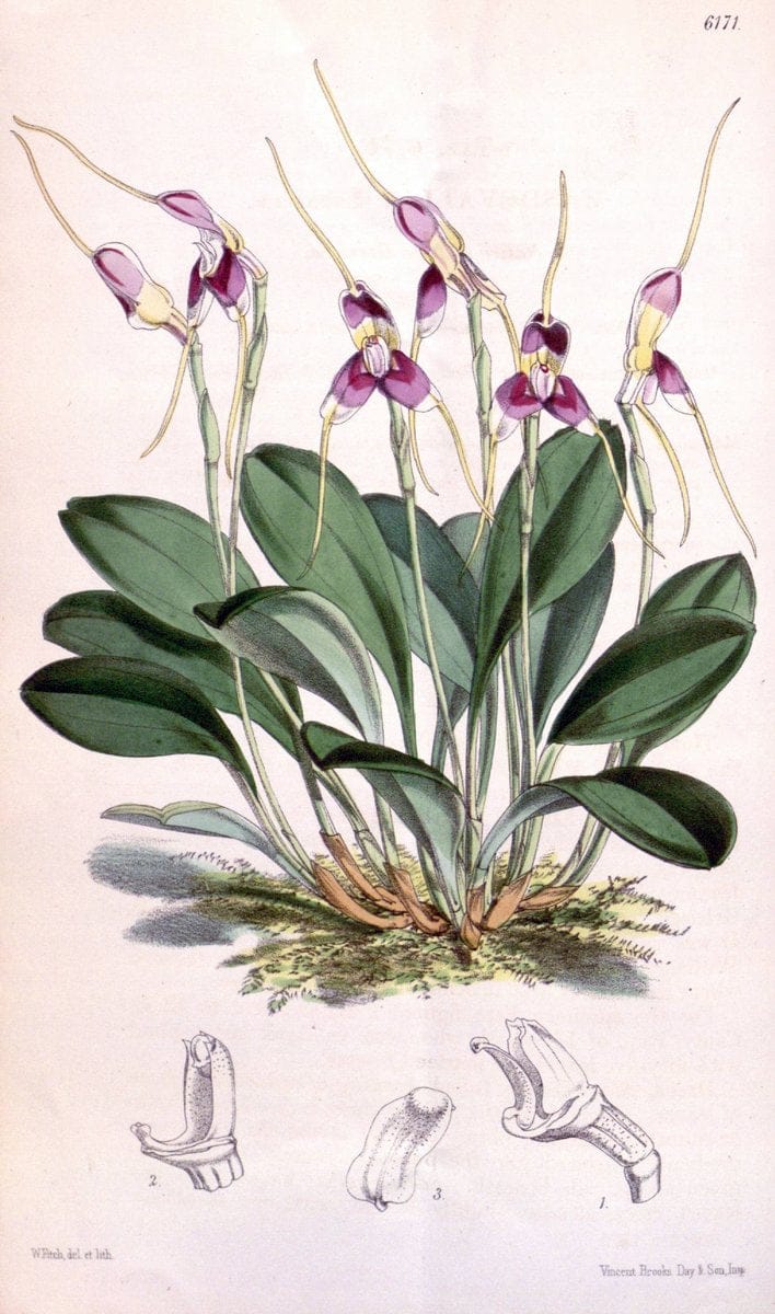 Curtis's botanical magazine. London ; New York [etc.] :Academic Press [etc.]. | "Botanical illustration" Botany Periodicals "Pictorial works" "Plants, Ornamental"  | Vintage Print Reproduction 452268