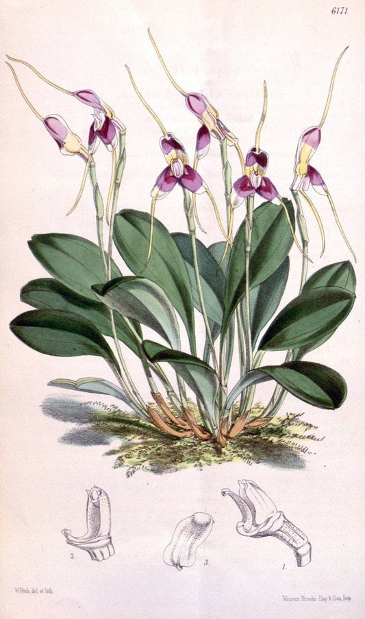 Curtis's botanical magazine. London ; New York [etc.] :Academic Press [etc.]. | "Botanical illustration" Botany Periodicals "Pictorial works" "Plants, Ornamental"  | Vintage Print Reproduction 452268