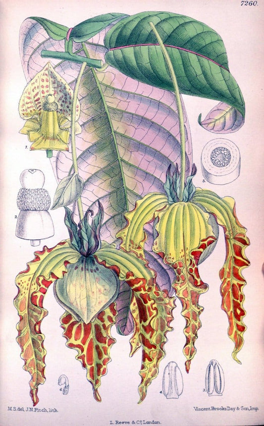 Curtis's botanical magazine. London ; New York [etc.] :Academic Press [etc.]. | "Botanical illustration" Botany Periodicals "Pictorial works" "Plants, Ornamental"  | Vintage Print Reproduction 452271