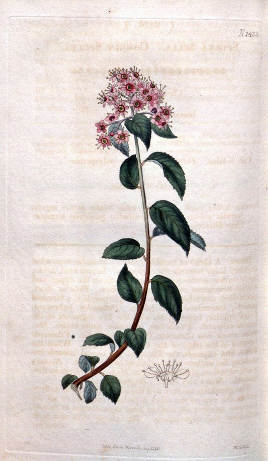 Curtis's botanical magazine. London ; New York [etc.] :Academic Press [etc.]. | "Botanical illustration" Botany Periodicals "Pictorial works" "Plants, Ornamental"  | Vintage Print Reproduction 452272