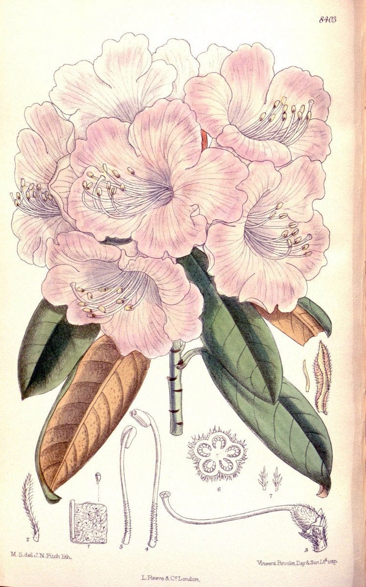 Curtis's botanical magazine. London ; New York [etc.] :Academic Press [etc.]. | "Botanical illustration" Botany Periodicals "Pictorial works" "Plants, Ornamental"  | Vintage Print Reproduction 452273