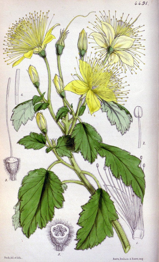 Curtis's botanical magazine. London ;New York [etc.] :Academic Press [etc.]. | Botany Periodicals "Pictorial works"  | Vintage Print Reproduction 452277