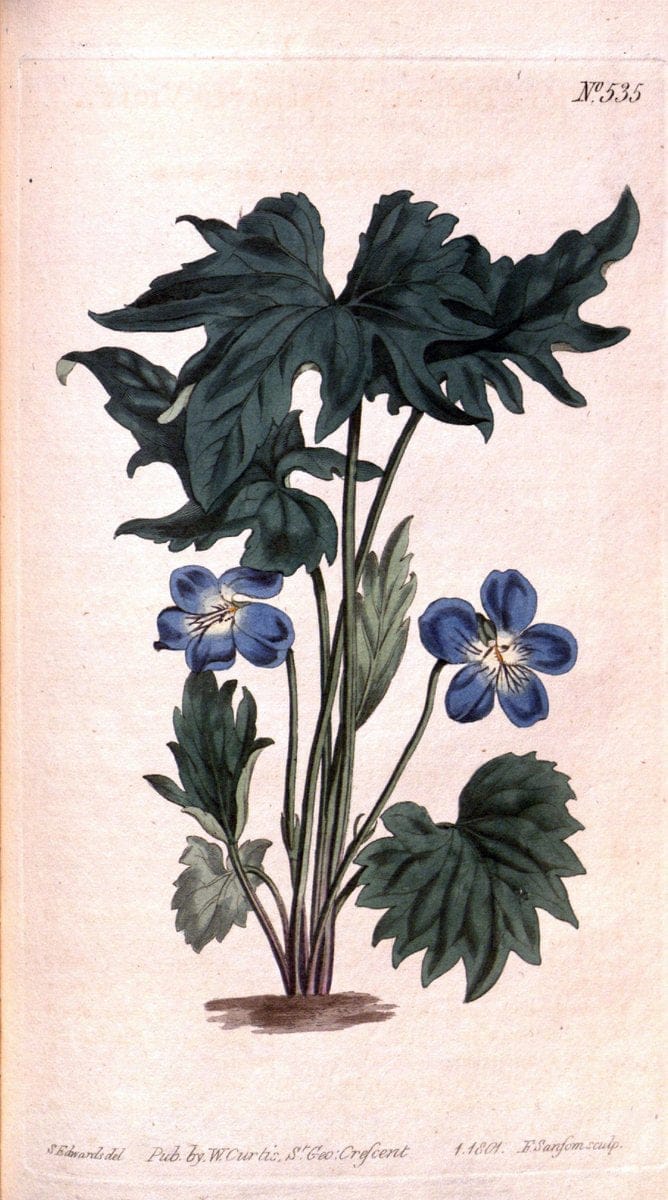 Curtis's botanical magazine. London ;New York [etc.] :Academic Press [etc.]. | Botany Periodicals "Pictorial works"  | Vintage Print Reproduction 452278