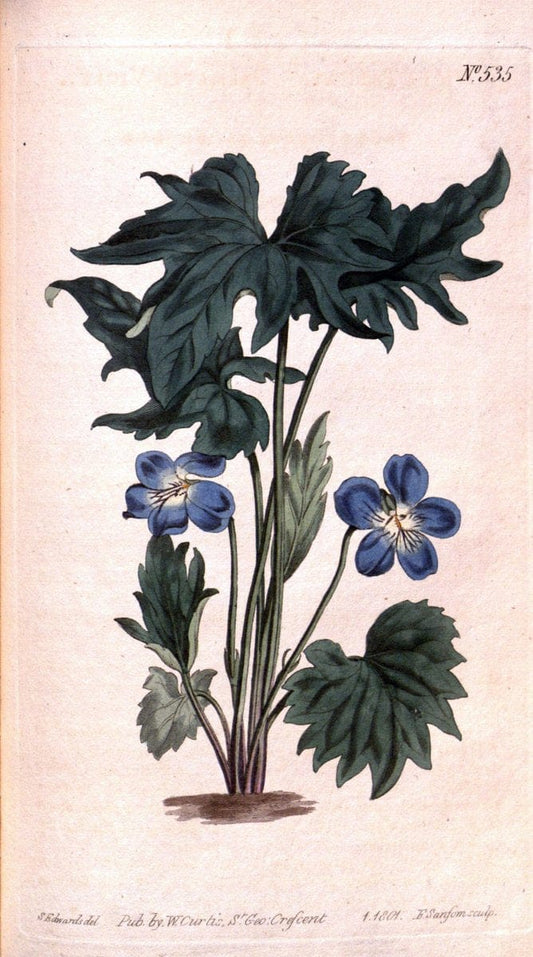 Curtis's botanical magazine. London ;New York [etc.] :Academic Press [etc.]. | Botany Periodicals "Pictorial works"  | Vintage Print Reproduction 452278