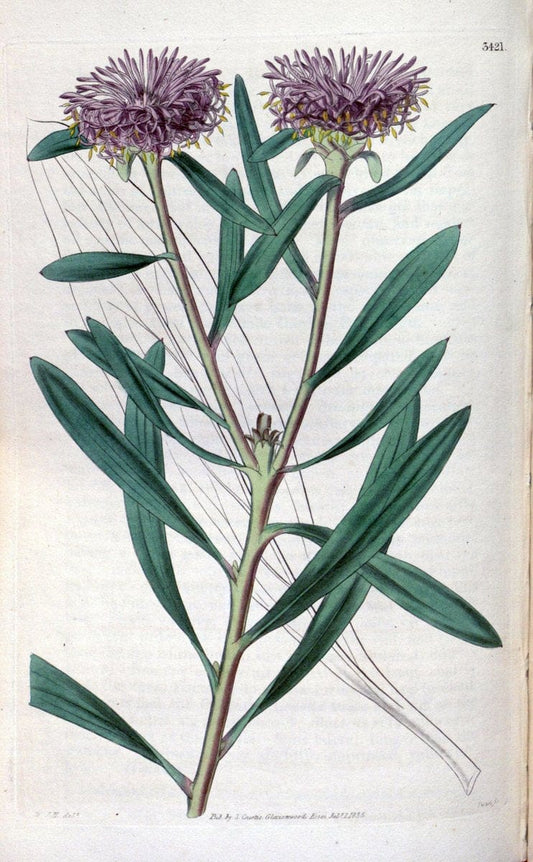 Curtis's botanical magazine. London ;New York [etc.] :Academic Press [etc.]. | Botany Periodicals "Pictorial works"  | Vintage Print Reproduction 452280