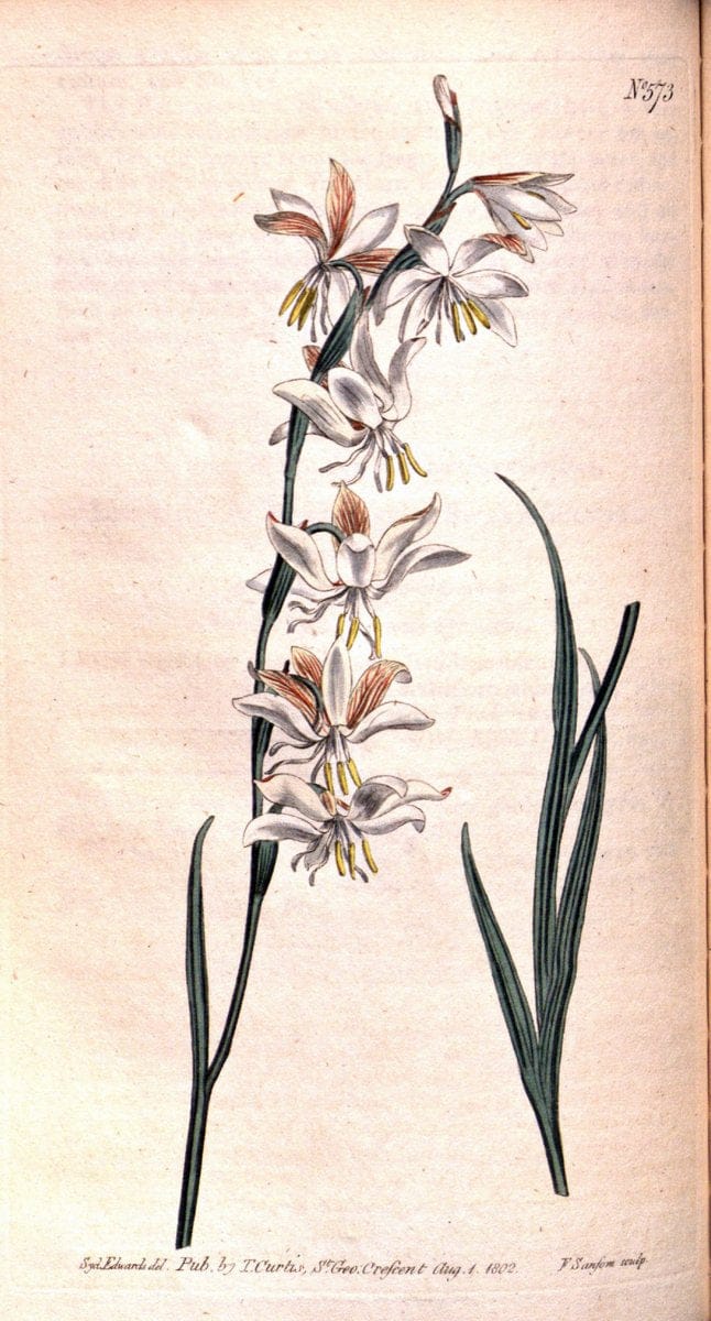 Curtis's botanical magazine. London ;New York [etc.] :Academic Press [etc.]. | Botany Periodicals "Pictorial works"  | Vintage Print Reproduction 452281