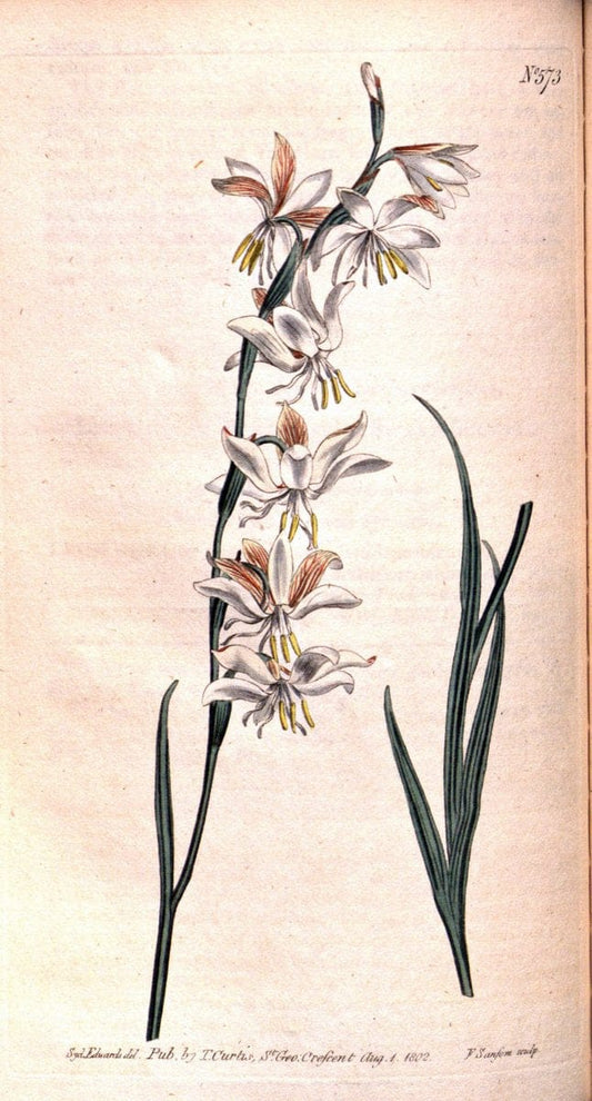 Curtis's botanical magazine. London ;New York [etc.] :Academic Press [etc.]. | Botany Periodicals "Pictorial works"  | Vintage Print Reproduction 452281