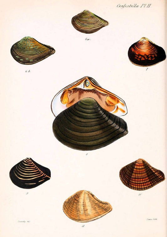 Conchologia iconica, or, Illustrations of the shells of molluscous animals. v.1London :Reeve, Brothers,1843-1878. | Mollusks "Pictorial works" Shells  | Vintage Print Reproduction 452282