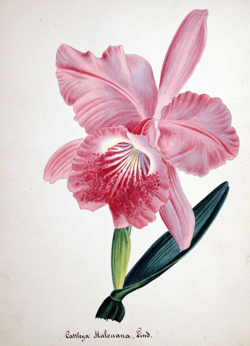 Collection d'orchideÃŒÂes.[S.l. :s.n.,18--]. | "Botanical illustration" Orchidaceae "Orchidaceae in art" "Pictorial works"  | Vintage Print Reproduction 452284