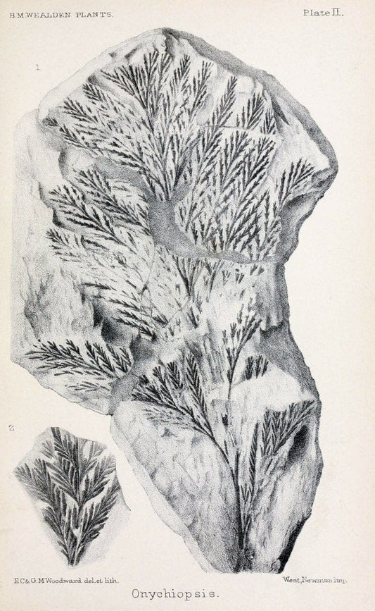 Central Atlas fÃ¼r zoologische GÃ¤rten. Part 1,5.Dresden ;Expedition der vollstÃ¤ndigste Naturgeschichte, [puis] E. Blochman, [etc.],1862- | Vintage Print Reproduction 452285