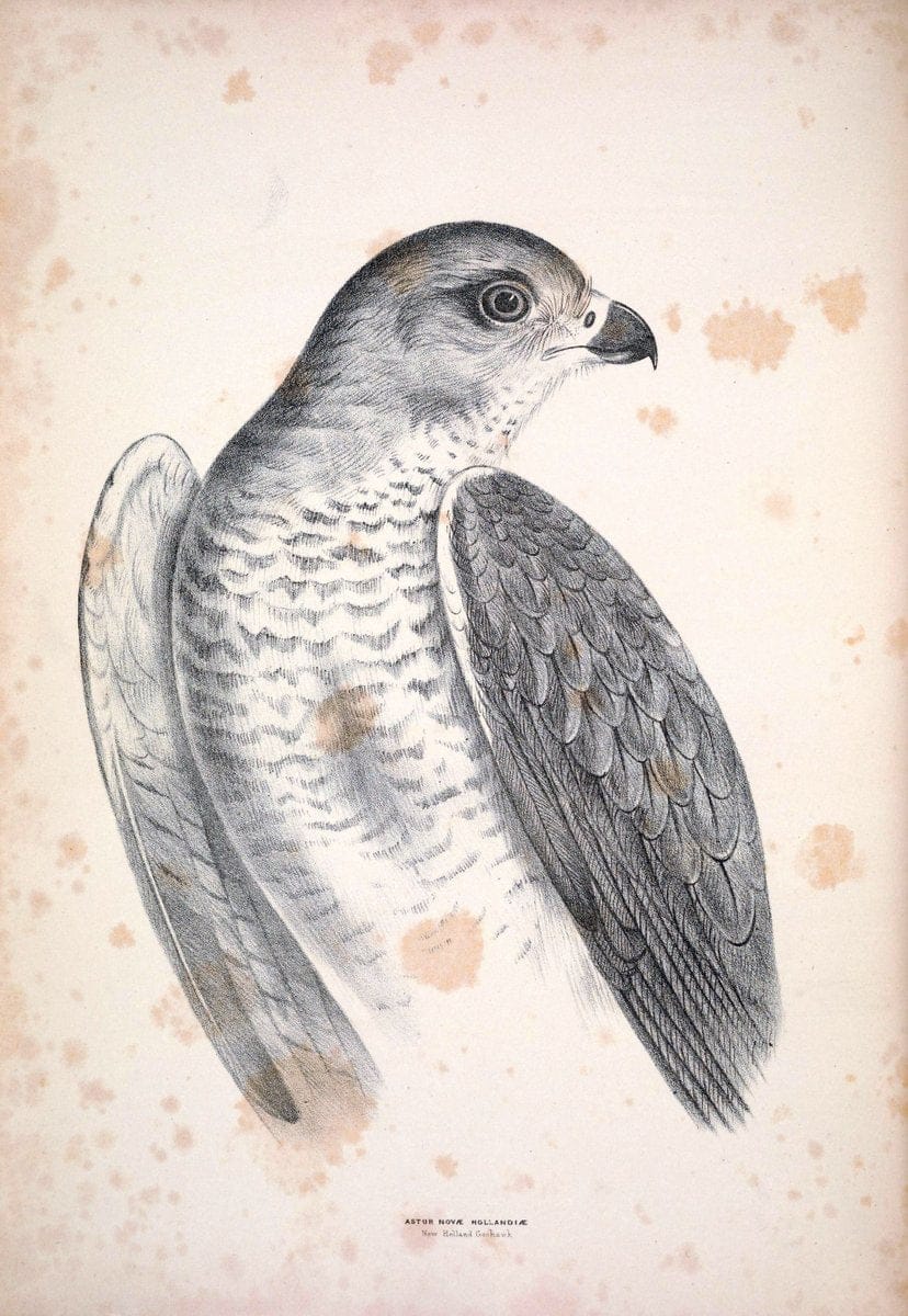Companion to Gould's Handbook; or, Synopsis of the birds of Australia. Brisbane,Thorne & Greenwell,1877.  | Australia Birds | Vintage Print Reproduction 452286