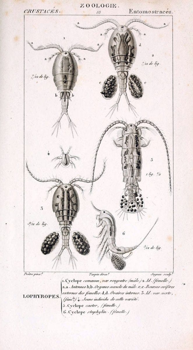 ConsidÃ©rations gÃ©nÃ©rales sur la classe des crustacÃ©s :.Paris :F.G. Levrault,1825.  | Crustacea France Zoology  | Vintage Print Reproduction 452287