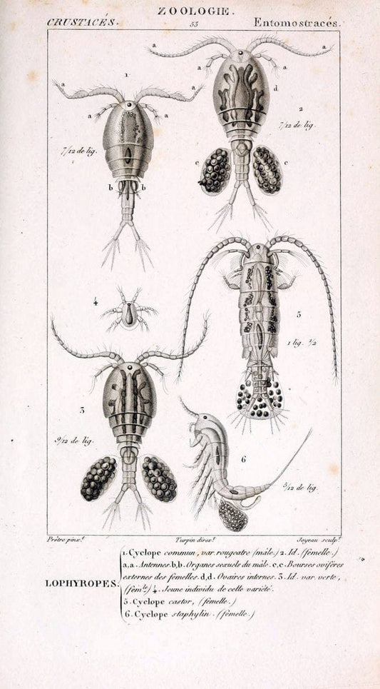 ConsidÃ©rations gÃ©nÃ©rales sur la classe des crustacÃ©s :.Paris :F.G. Levrault,1825.  | Crustacea France Zoology  | Vintage Print Reproduction 452287