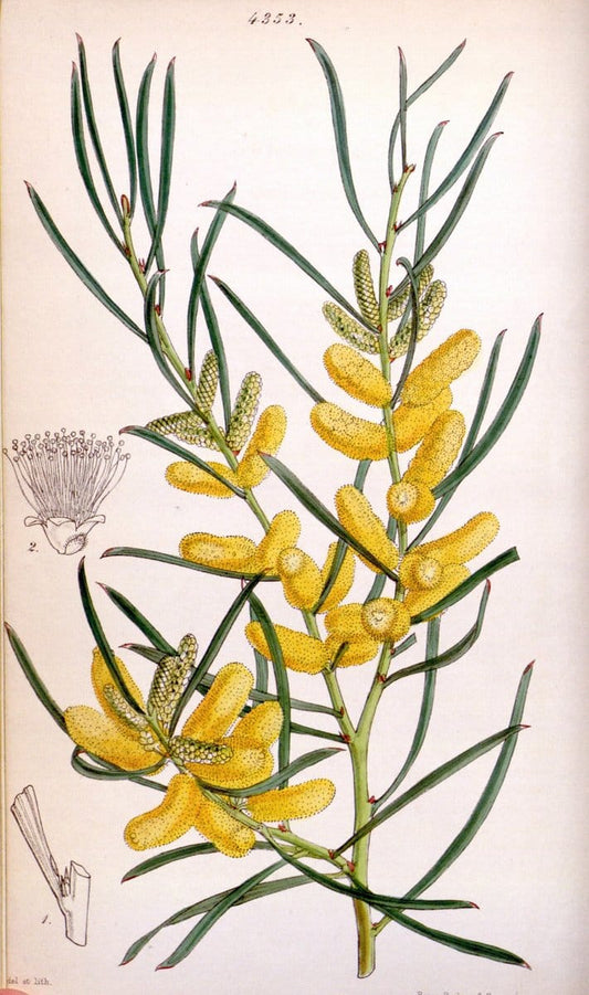 Curtis's botanical magazine. London ; New York [etc.] :Academic Press [etc.]. | "Botanical illustration" Botany Periodicals "Pictorial works" "Plants, Ornamental"  | Vintage Print Reproduction 452288