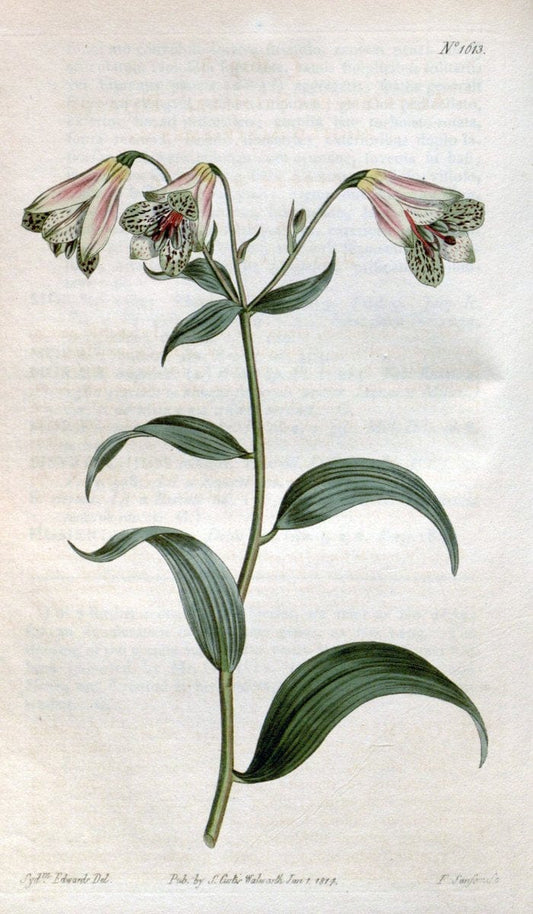 Curtis's botanical magazine. London ; New York [etc.] :Academic Press [etc.]. | "Botanical illustration" Botany Periodicals "Pictorial works" "Plants, Ornamental"  | Vintage Print Reproduction 452289