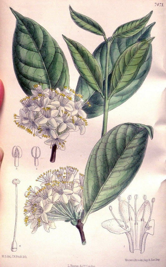 Curtis's botanical magazine. London ; New York [etc.] :Academic Press [etc.]. | "Botanical illustration" Botany Periodicals "Pictorial works" "Plants, Ornamental"  | Vintage Print Reproduction 452290