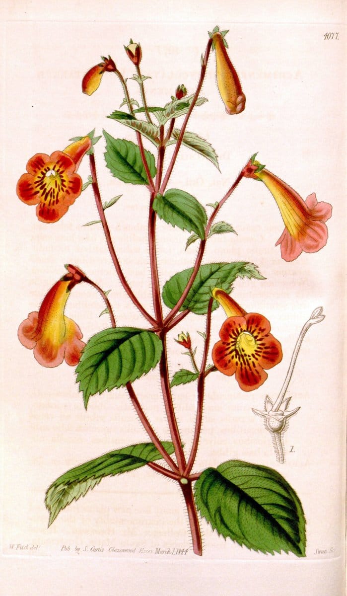 Curtis's botanical magazine. London ; New York [etc.] :Academic Press [etc.]. | "Botanical illustration" Botany Periodicals "Pictorial works" "Plants, Ornamental"  | Vintage Print Reproduction 452292