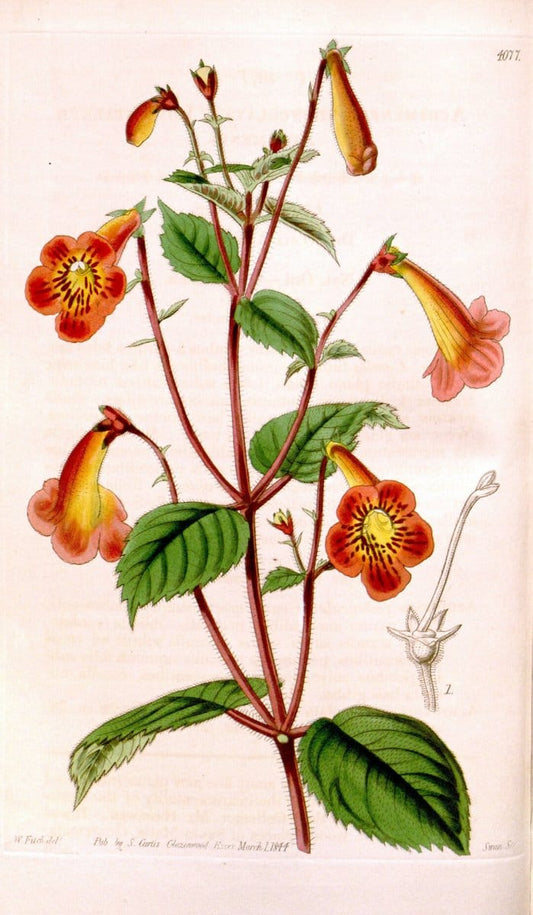 Curtis's botanical magazine. London ; New York [etc.] :Academic Press [etc.]. | "Botanical illustration" Botany Periodicals "Pictorial works" "Plants, Ornamental"  | Vintage Print Reproduction 452292