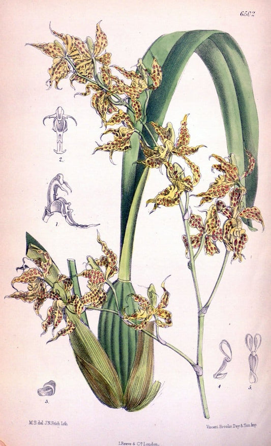 Curtis's botanical magazine. London ; New York [etc.] :Academic Press [etc.]. | "Botanical illustration" Botany Periodicals "Pictorial works" "Plants, Ornamental"  | Vintage Print Reproduction 452293