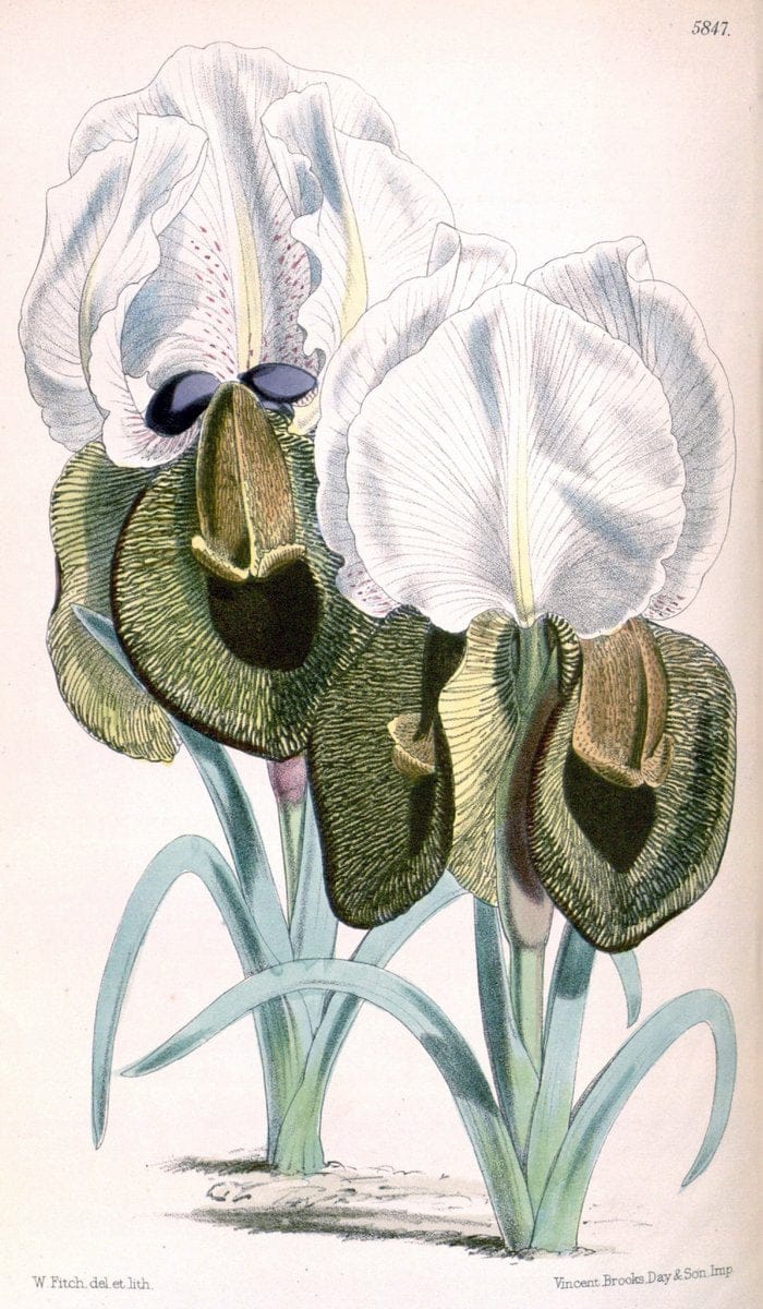 Curtis's botanical magazine. London ; New York [etc.] :Academic Press [etc.]. | "Botanical illustration" Botany Periodicals "Pictorial works" "Plants, Ornamental"  | Vintage Print Reproduction 452294