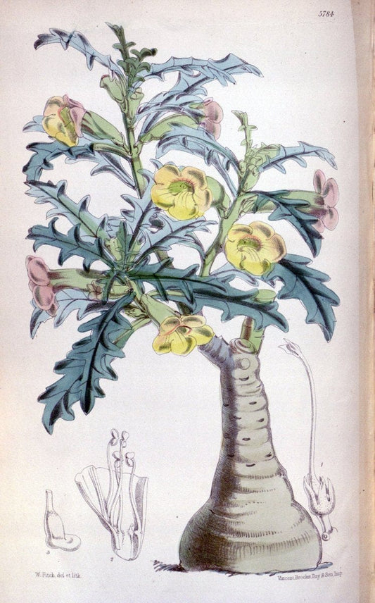 Curtis's botanical magazine. London ; New York [etc.] :Academic Press [etc.]. | "Botanical illustration" Botany Periodicals "Pictorial works" "Plants, Ornamental"  | Vintage Print Reproduction 452295