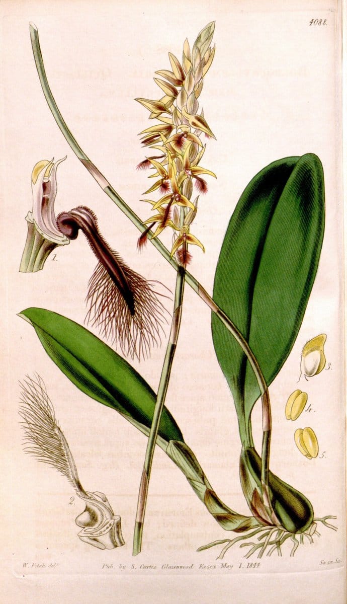 Curtis's botanical magazine. London ; New York [etc.] :Academic Press [etc.]. | "Botanical illustration" Botany Periodicals "Pictorial works" "Plants, Ornamental"  | Vintage Print Reproduction 452296