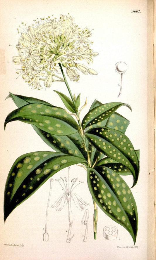 Curtis's botanical magazine. London ; New York [etc.] :Academic Press [etc.]. | "Botanical illustration" Botany Periodicals "Pictorial works" "Plants, Ornamental"  | Vintage Print Reproduction 452298