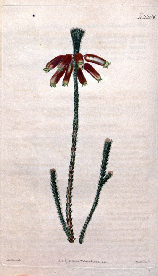 Curtis's botanical magazine. London ; New York [etc.] :Academic Press [etc.]. | "Botanical illustration" Botany Periodicals "Pictorial works" "Plants, Ornamental"  | Vintage Print Reproduction 452299