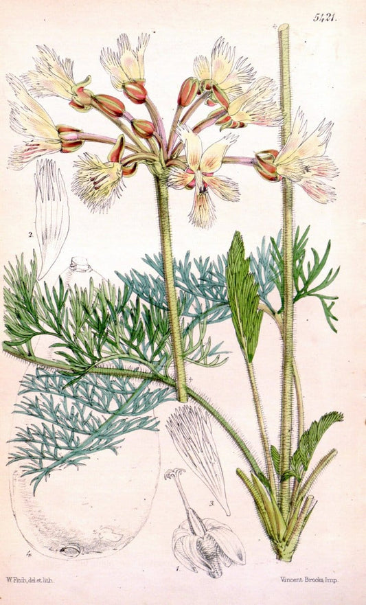 Curtis's botanical magazine..London ;New York [etc.] :Academic Press [etc.]. |  | Vintage Print Reproduction 452300
