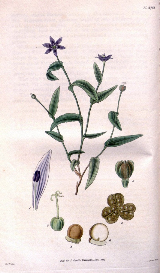 Curtis's botanical magazine..London ;New York [etc.] :Academic Press [etc.]. |  | Vintage Print Reproduction 452301