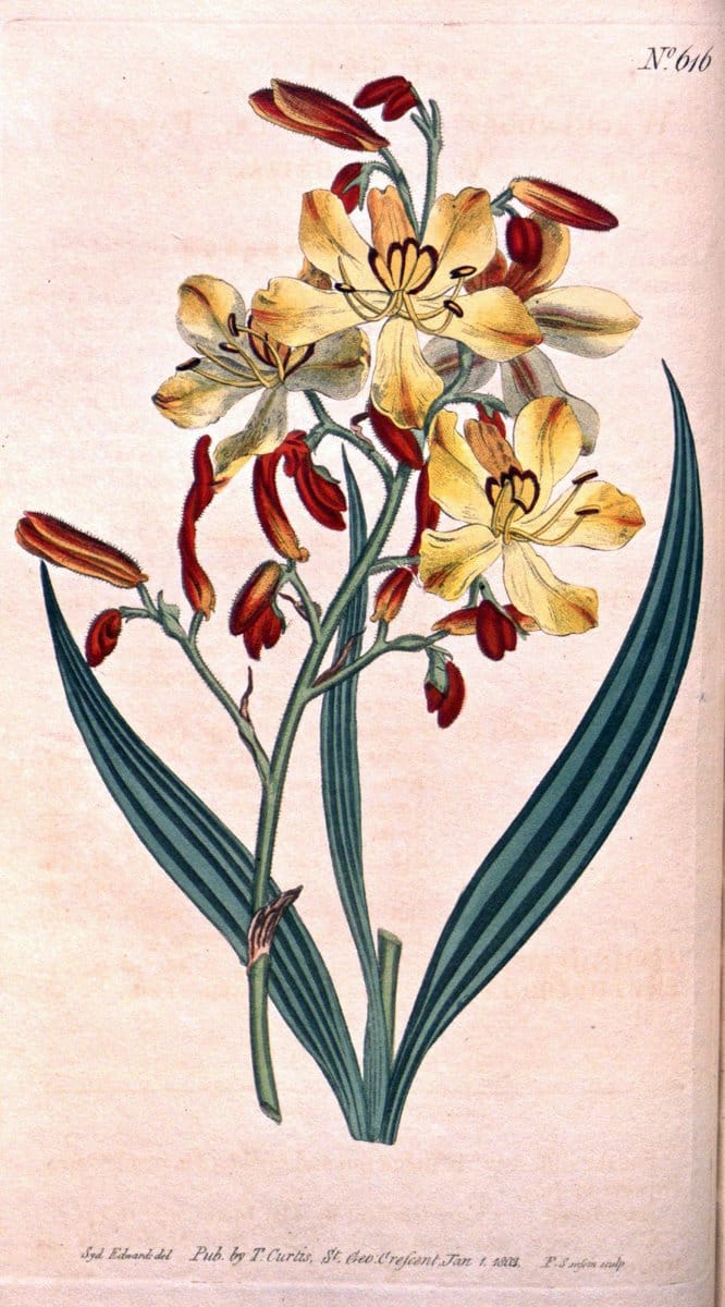 Curtis's botanical magazine. London ;New York [etc.] :Academic Press [etc.]. | Botany Periodicals "Pictorial works"  | Vintage Print Reproduction 452302