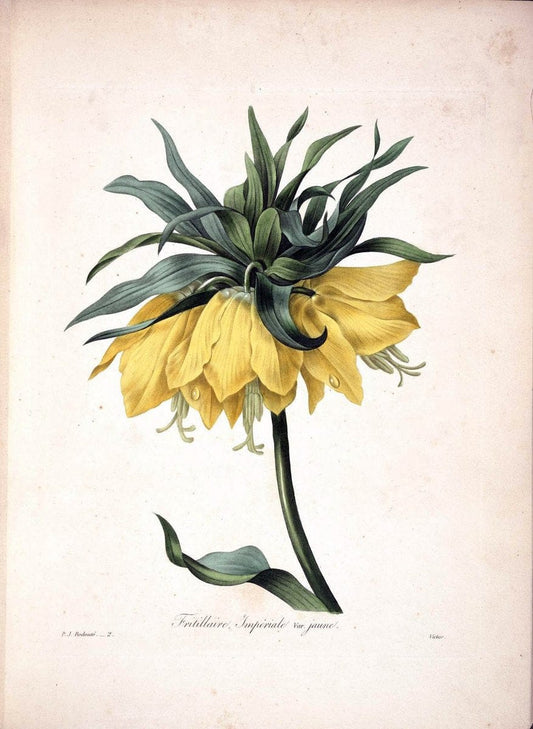 Choix des plus belles fleurs :.Paris :Ernest Panckoucke,[1833].  | 1833 Botany France Icones "Pictorial works"  | Vintage Print Reproduction 452306