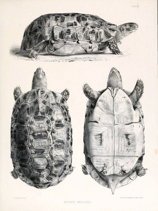 Catalogue of shield reptiles in the collection of the British Museum /.London :Printed by order of the Trustees,1855-1872.  | Vintage Print Reproduction 452307