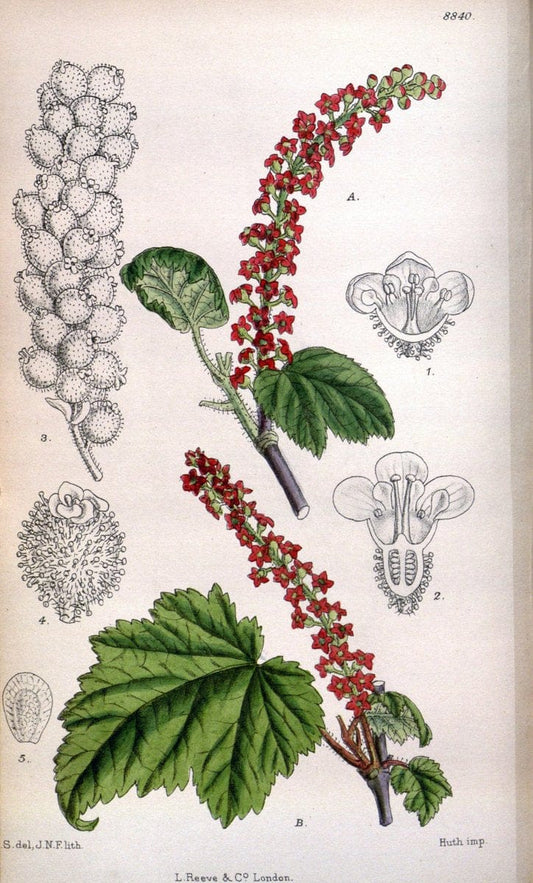 Curtis's botanical magazine. London ; New York [etc.] :Academic Press [etc.]. | "Botanical illustration" Botany Periodicals "Pictorial works" "Plants, Ornamental"  | Vintage Print Reproduction 452308