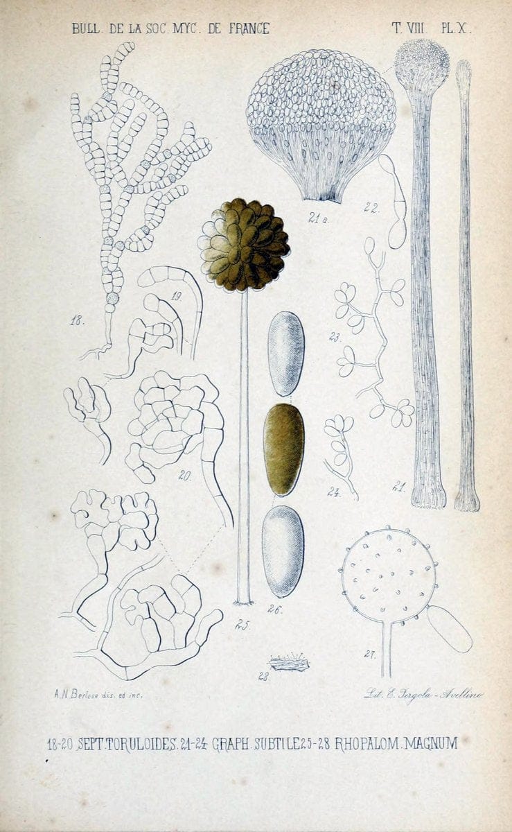 Bulletin de la SociÃ©tÃ© mycologique de France.Epinal :La SociÃ©tÃ©,1885-1903.  | France Fungi Mycology Periodicals | Vintage Print Reproduction 452310