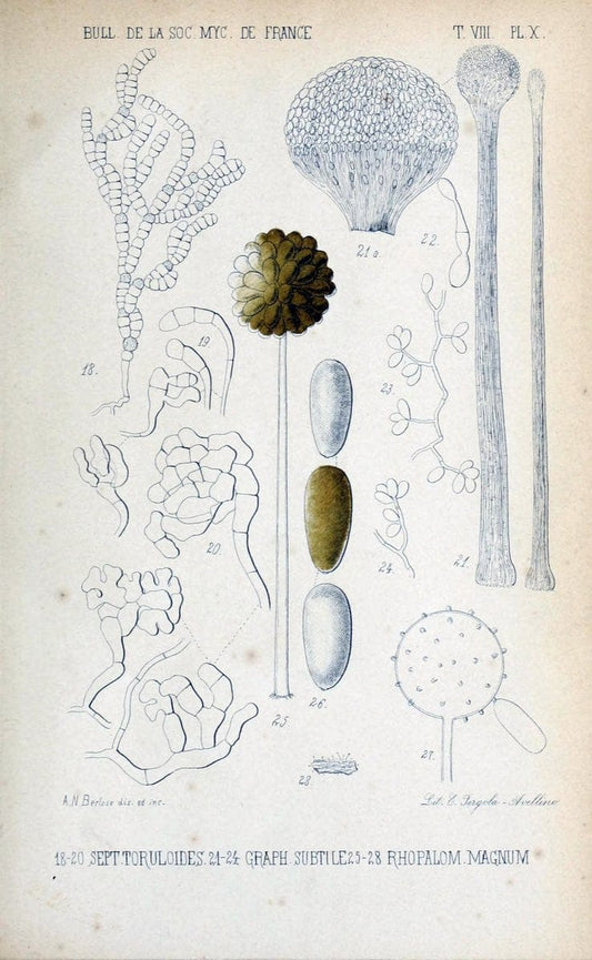 Bulletin de la SociÃ©tÃ© mycologique de France.Epinal :La SociÃ©tÃ©,1885-1903.  | France Fungi Mycology Periodicals | Vintage Print Reproduction 452310