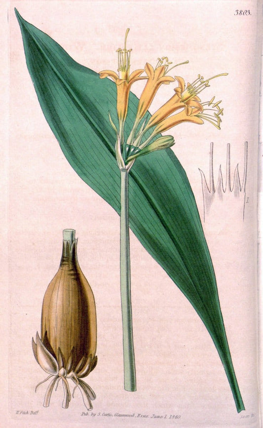 Curtis's botanical magazine. London ; New York [etc.] :Academic Press [etc.]. | "Botanical illustration" Botany Periodicals "Pictorial works" "Plants, Ornamental"  | Vintage Print Reproduction 452311