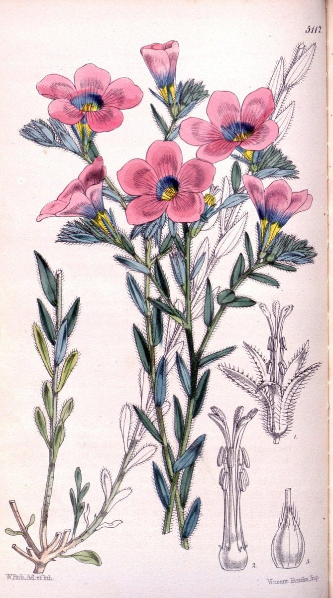 Curtis's botanical magazine. London ; New York [etc.] :Academic Press [etc.]. | "Botanical illustration" Botany Periodicals "Pictorial works" "Plants, Ornamental"  | Vintage Print Reproduction 452312