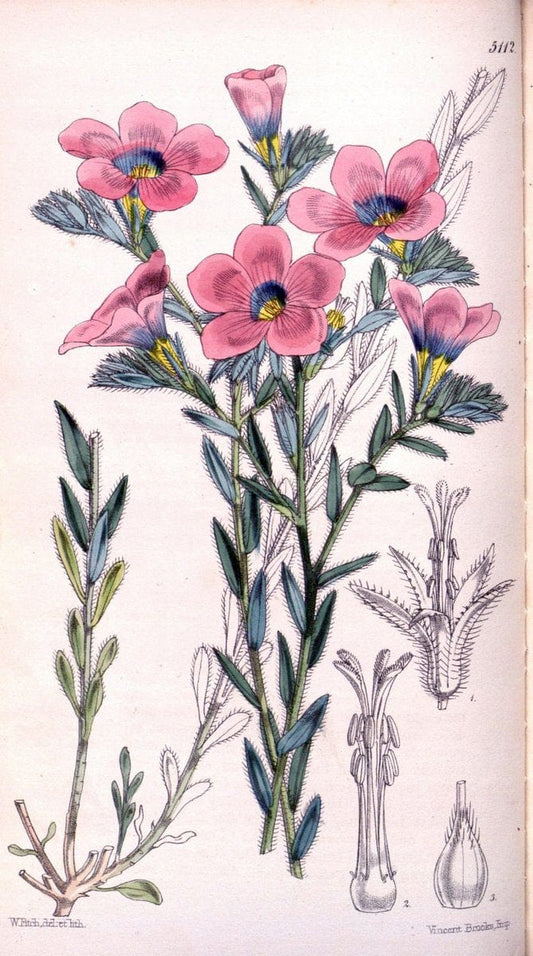Curtis's botanical magazine. London ; New York [etc.] :Academic Press [etc.]. | "Botanical illustration" Botany Periodicals "Pictorial works" "Plants, Ornamental"  | Vintage Print Reproduction 452312