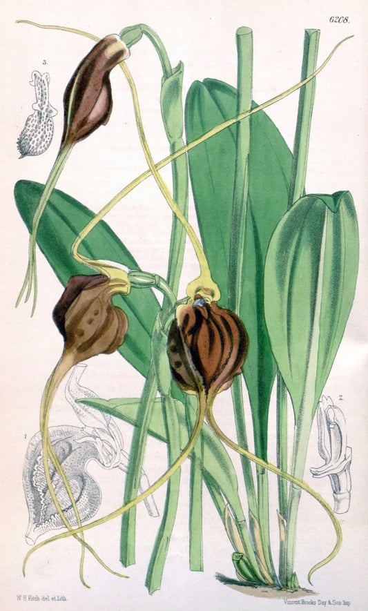Curtis's botanical magazine. London ; New York [etc.] :Academic Press [etc.]. | "Botanical illustration" Botany Periodicals "Pictorial works" "Plants, Ornamental"  | Vintage Print Reproduction 452314