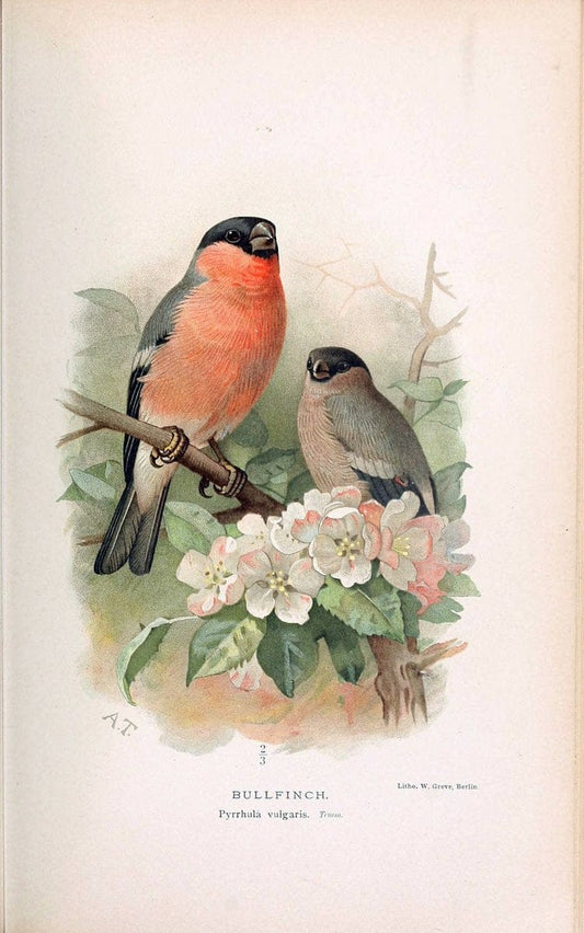 Coloured figures of the birds of the British Islands / issued by Lord Lilford. London :R | 59.82(42) Birds "Great Britain" "Pictorial works"  | Vintage Print Reproduction 452315