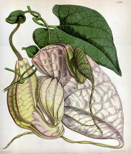 Curtis's botanical magazine. London ; New York [etc.] :Academic Press [etc.]. | "Botanical illustration" Botany Periodicals "Pictorial works" "Plants, Ornamental"  | Vintage Print Reproduction 452316