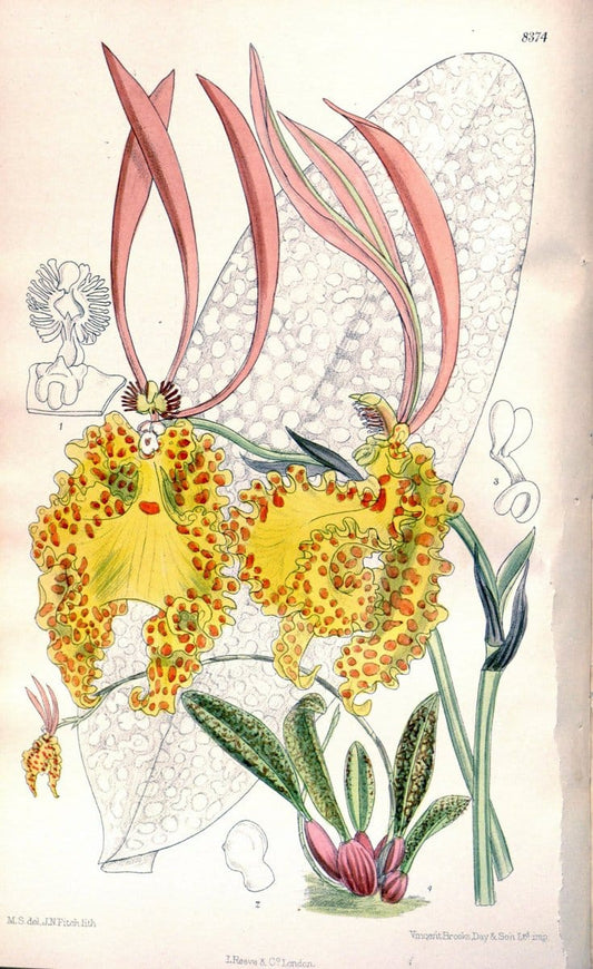 Curtis's botanical magazine. London ; New York [etc.] :Academic Press [etc.]. | "Botanical illustration" Botany Periodicals "Pictorial works" "Plants, Ornamental"  | Vintage Print Reproduction 452317