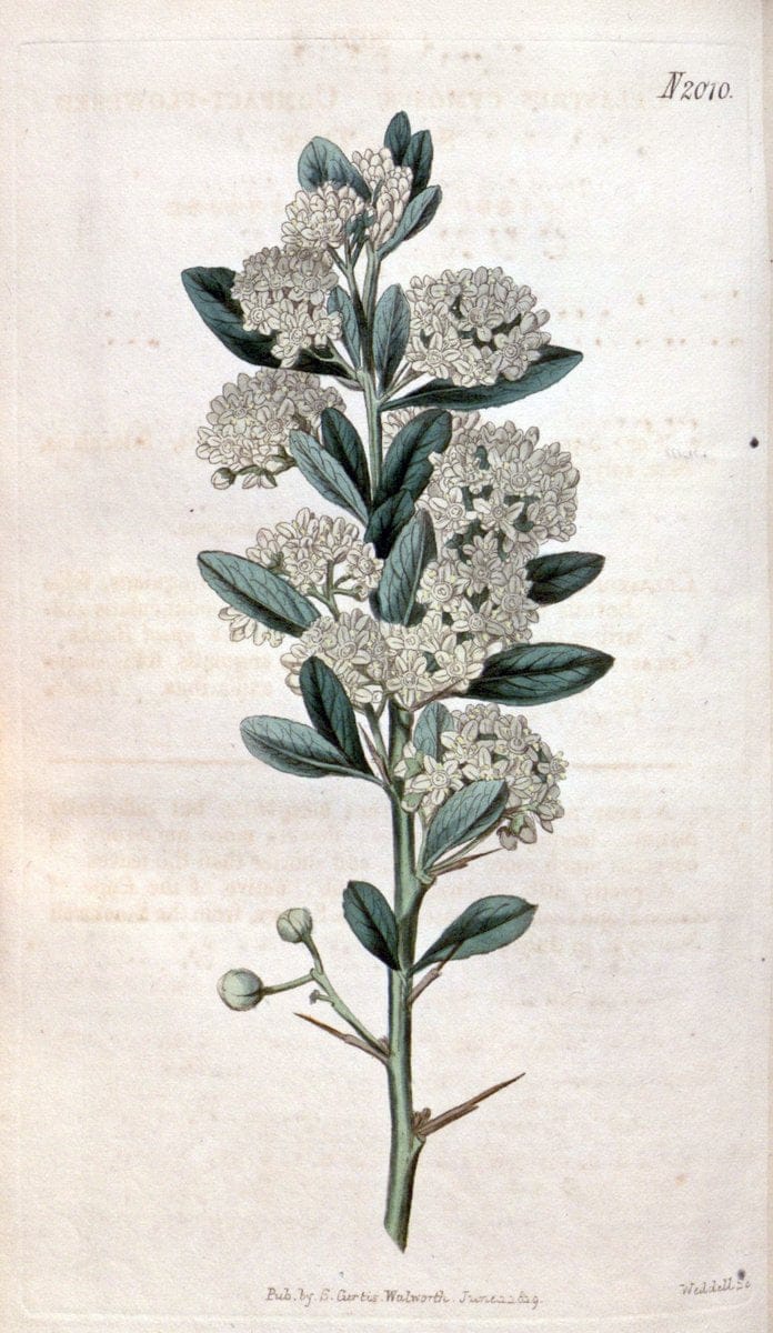 Curtis's botanical magazine. London ; New York [etc.] :Academic Press [etc.]. | "Botanical illustration" Botany Periodicals "Pictorial works" "Plants, Ornamental"  | Vintage Print Reproduction 452319