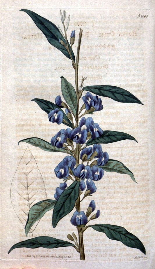 Curtis's botanical magazine. London ; New York [etc.] :Academic Press [etc.]. | "Botanical illustration" Botany Periodicals "Pictorial works" "Plants, Ornamental"  | Vintage Print Reproduction 452320