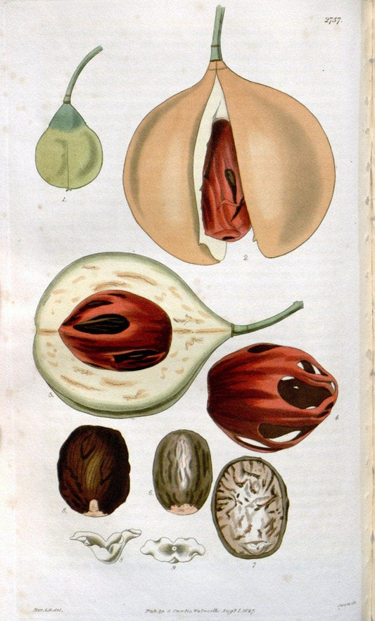 Curtis's botanical magazine..London ;New York [etc.] :Academic Press [etc.]. |  | Vintage Print Reproduction 452324