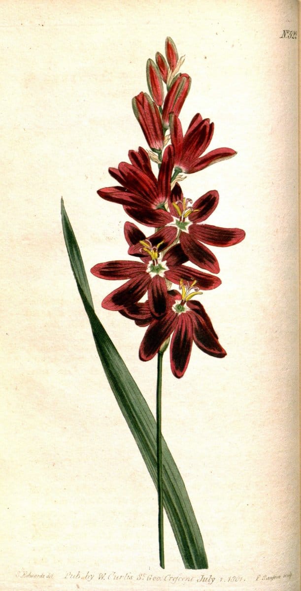 Curtis's botanical magazine. London ;New York [etc.] :Academic Press [etc.]. | Botany Periodicals "Pictorial works"  | Vintage Print Reproduction 452325