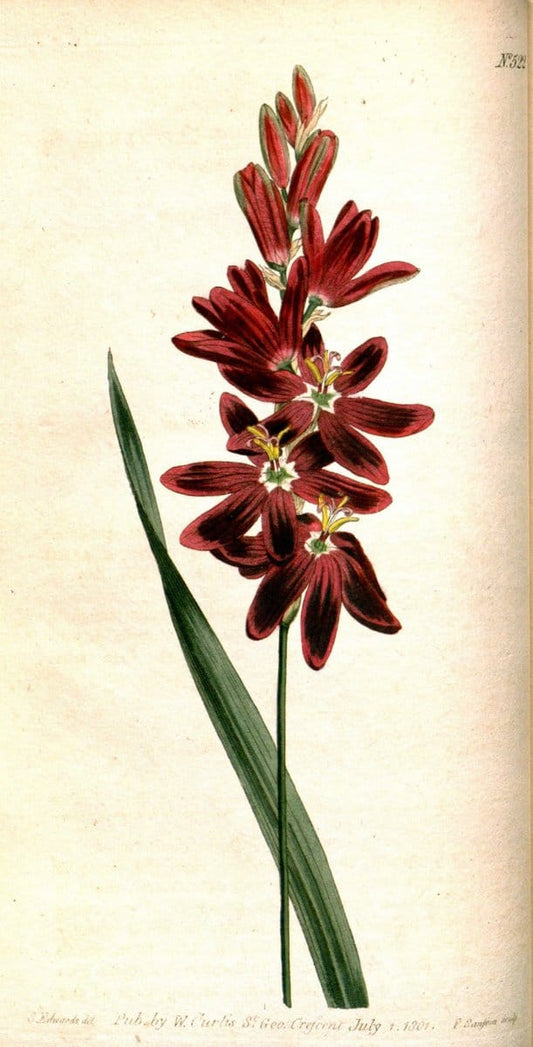 Curtis's botanical magazine. London ;New York [etc.] :Academic Press [etc.]. | Botany Periodicals "Pictorial works"  | Vintage Print Reproduction 452325